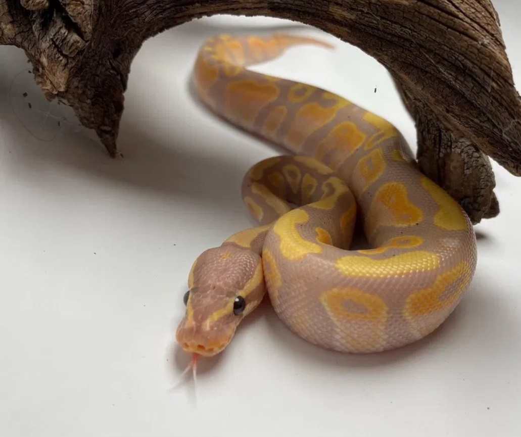 У Львові виставили на продаж королівського пітона