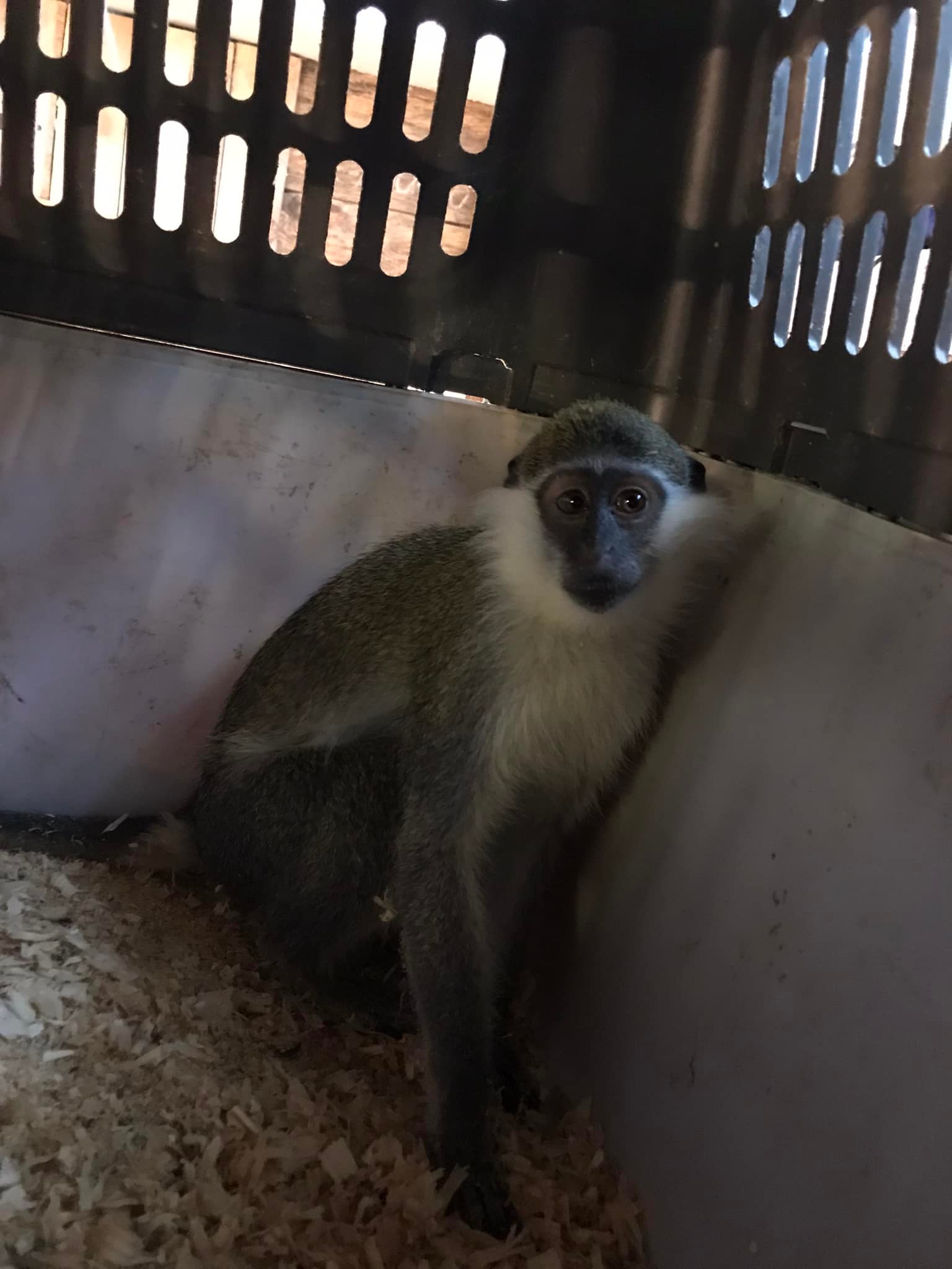 В Домівці врятованих тварин у Львові оселилась зелена мартишка