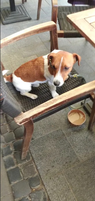 У Львові продають миску, з якої пив відомий собака-сапер Патрон – ціна