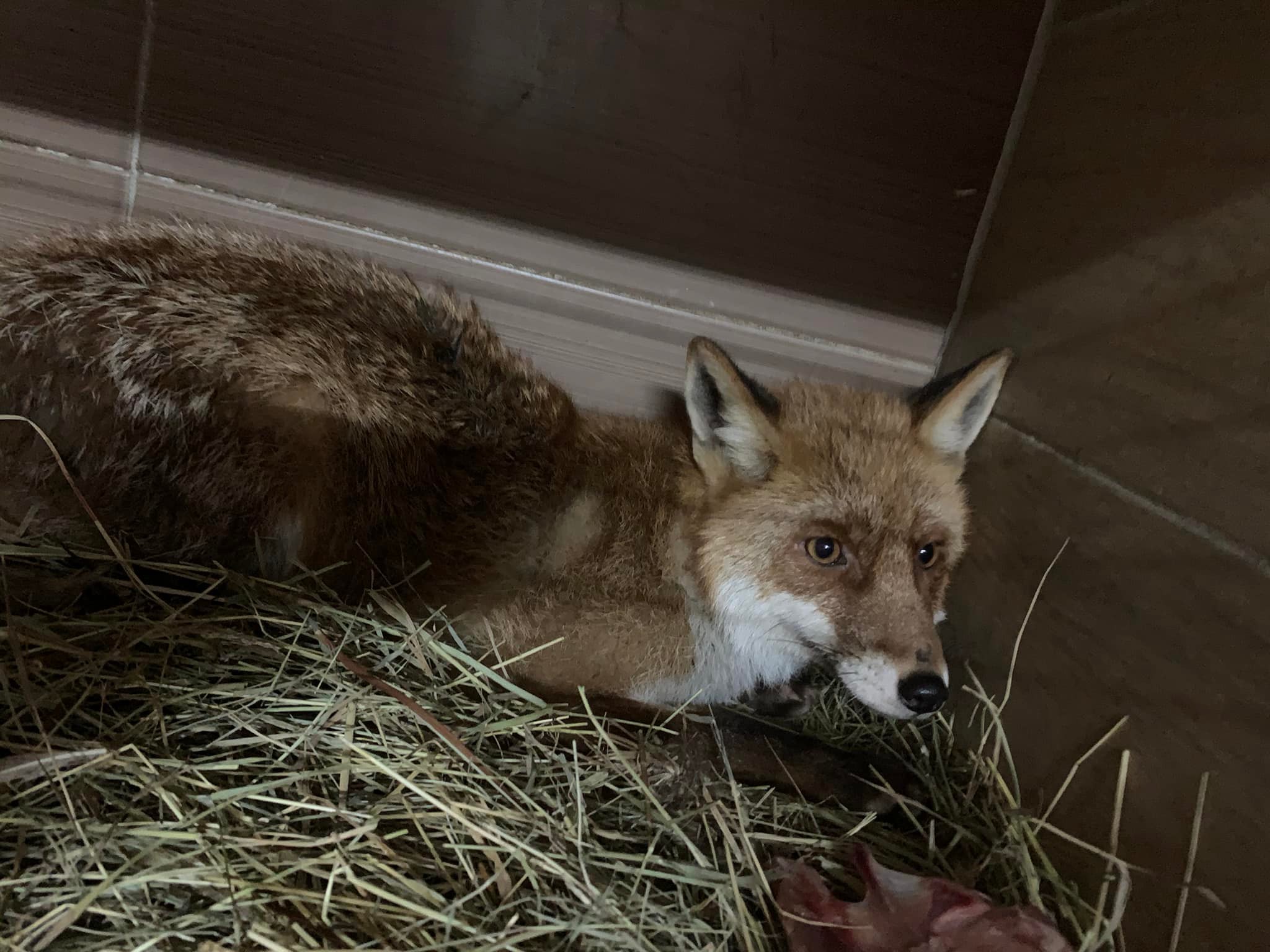 Жила у собачій буді на ланцюзі: до львівського притулку привезли лисицю
