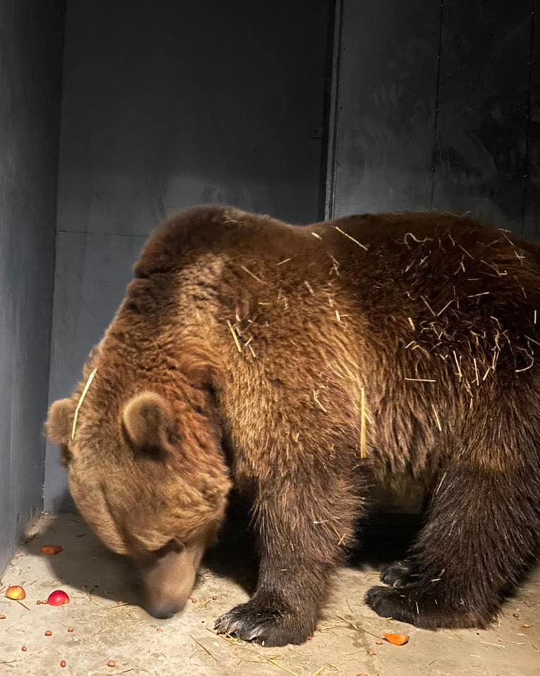 Ще двох ведмедів з київського притулку привезли до Львова
