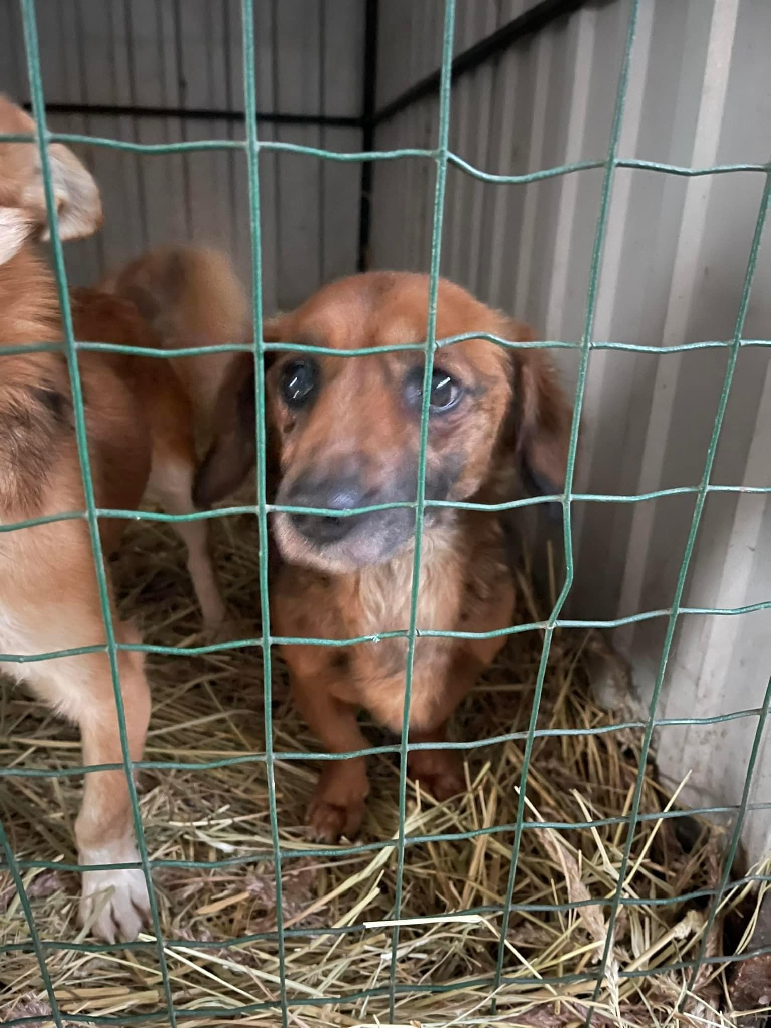 У Львові шукають турботливих господарів для собак, яких привезли з Миколаєва