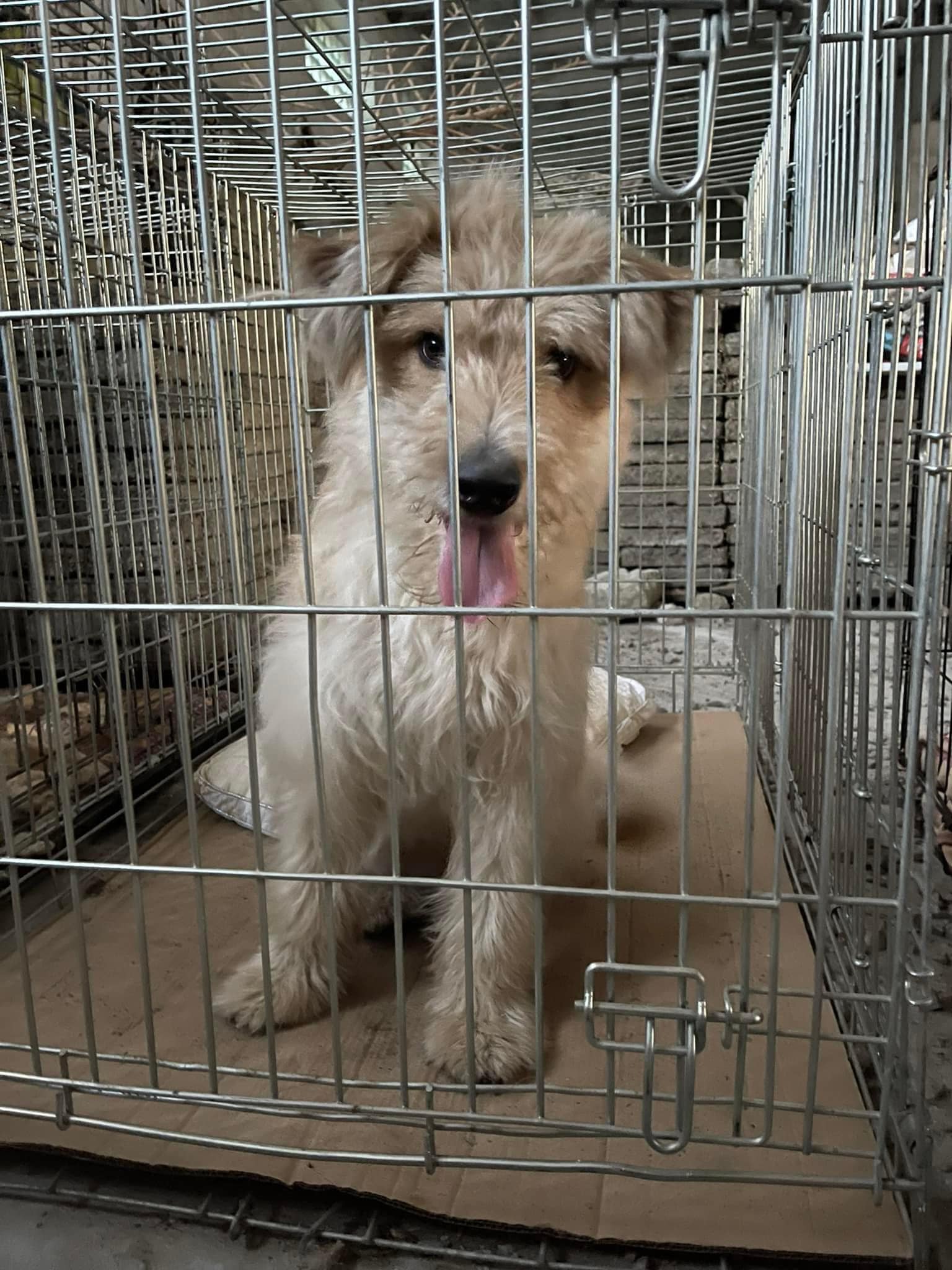 У Львові шукають турботливих господарів для собак, яких привезли з Миколаєва