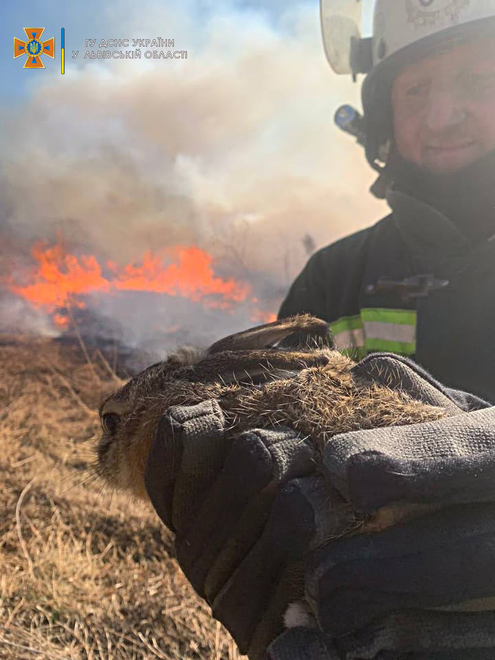 З масштабної пожежі біля Львова надзвичайники врятували зайченя