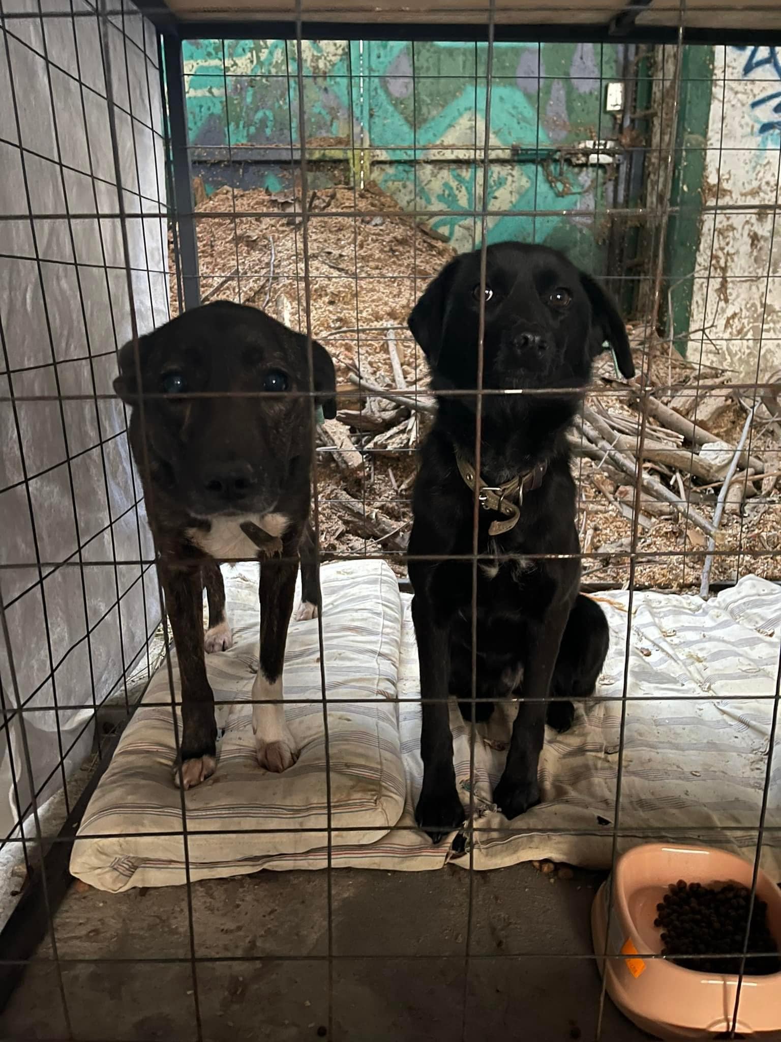 У Львові шукають турботливих господарів для собак, яких привезли з Миколаєва