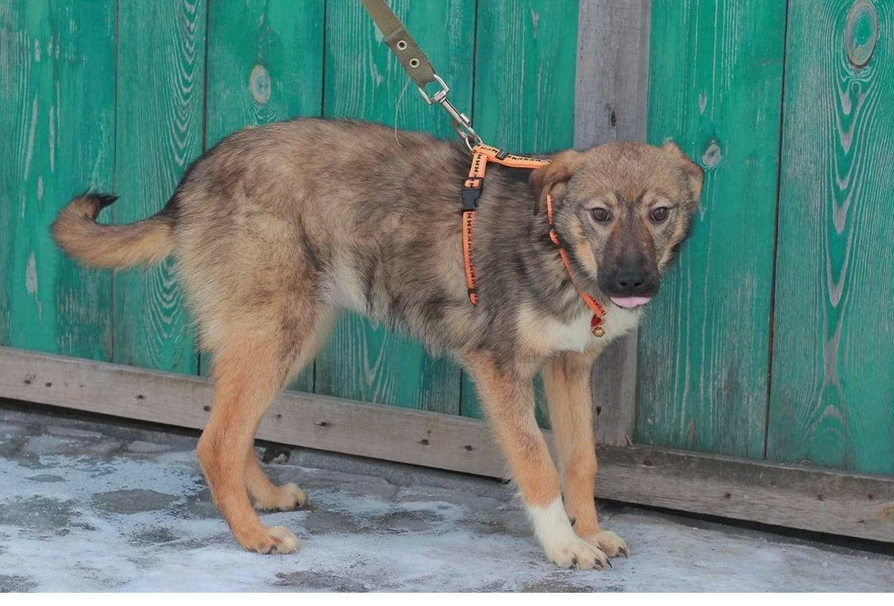 З Броварів до львівського притулку евакуювали собак &ndash; шукають нових господарів