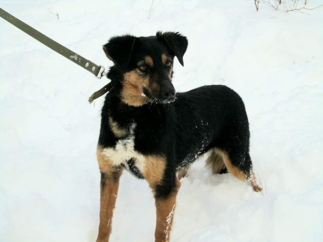 З Броварів до львівського притулку евакуювали собак &ndash; шукають нових господарів