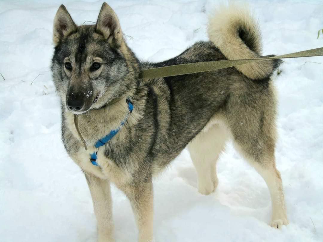 З Броварів до львівського притулку евакуювали собак &ndash; шукають нових господарів
