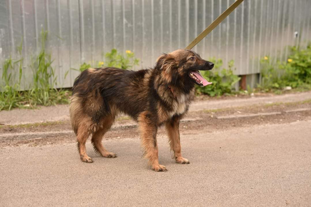 З Броварів до львівського притулку евакуювали собак &ndash; шукають нових господарів