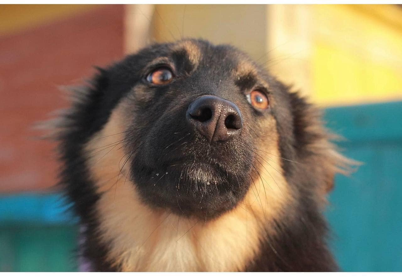 З Броварів до львівського притулку евакуювали собак &ndash; шукають нових господарів