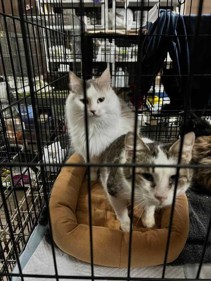 У Львові шукають господарів для 32 котів, яких евакуювали з Миколаєва