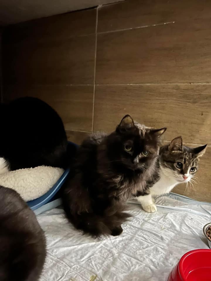 У Львові шукають господарів для 32 котів, яких евакуювали з Миколаєва