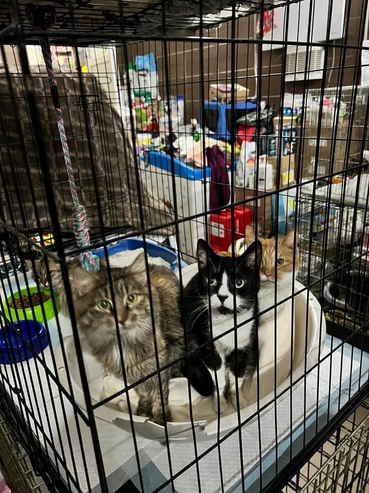 У Львові шукають господарів для 32 котів, яких евакуювали з Миколаєва