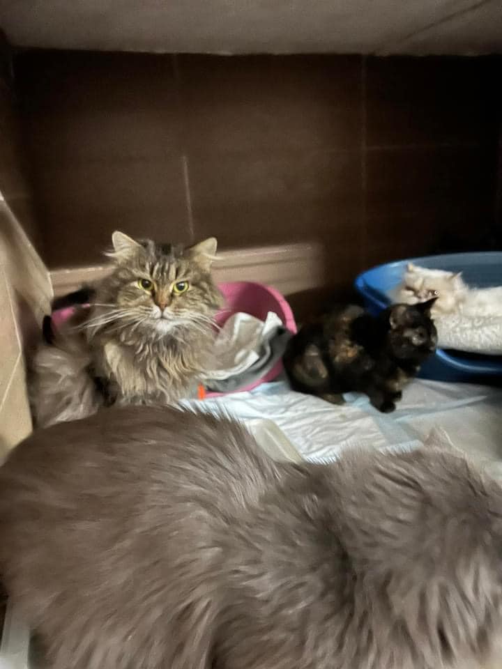 У Львові шукають господарів для 32 котів, яких евакуювали з Миколаєва