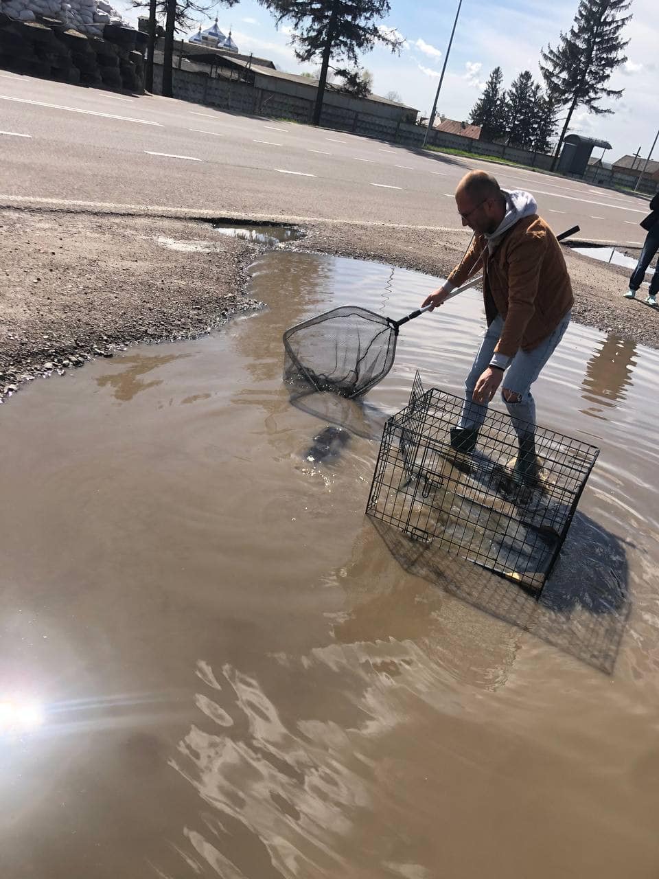 З калюжі біля дороги неподалік Львова виловили бобра