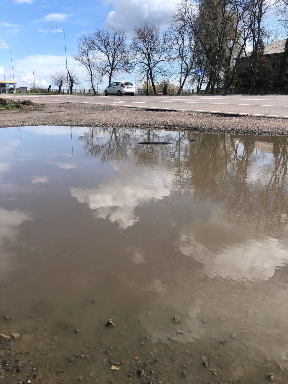 З калюжі біля дороги неподалік Львова виловили бобра