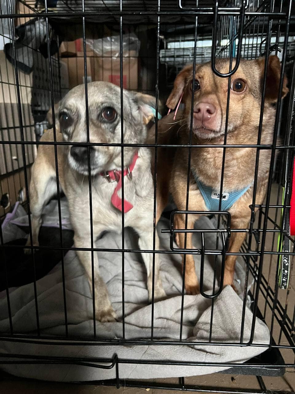 З Харкова та Миколаєва до львівського притулку евакуювали собак – шукають люблячих господарів