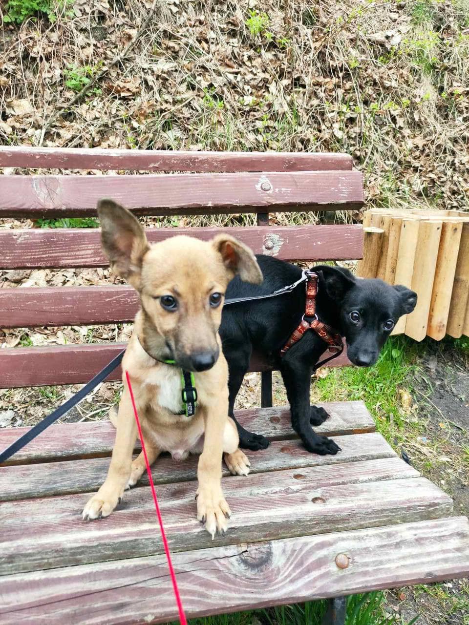 З Харкова та Миколаєва до львівського притулку евакуювали собак – шукають люблячих господарів