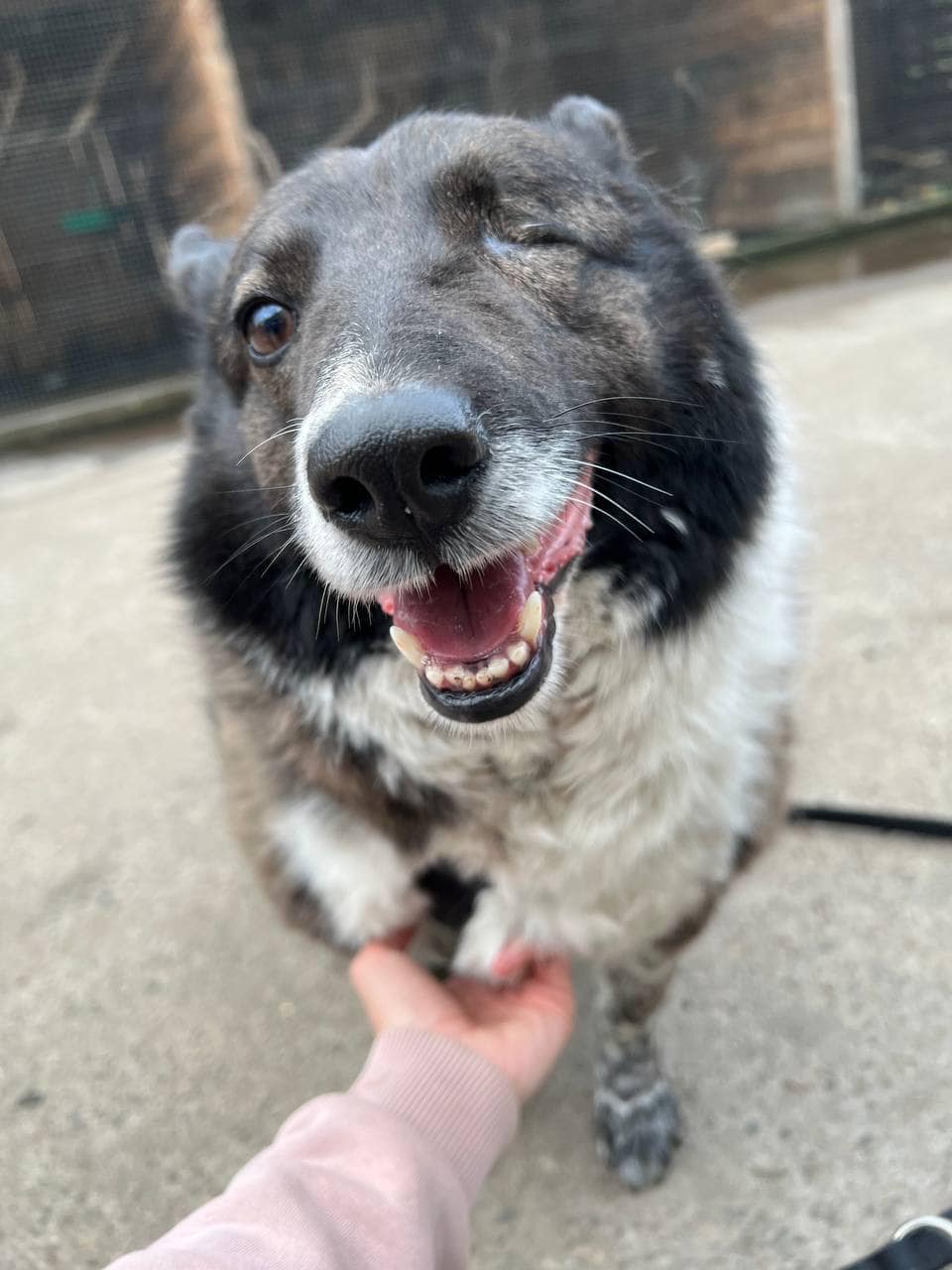 З Харкова та Миколаєва до львівського притулку евакуювали собак – шукають люблячих господарів