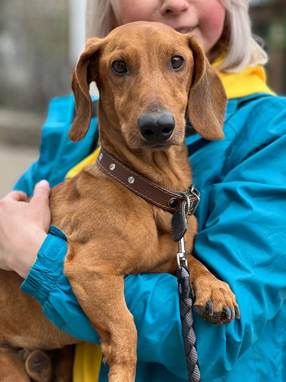 З Харкова та Миколаєва до львівського притулку евакуювали собак – шукають люблячих господарів