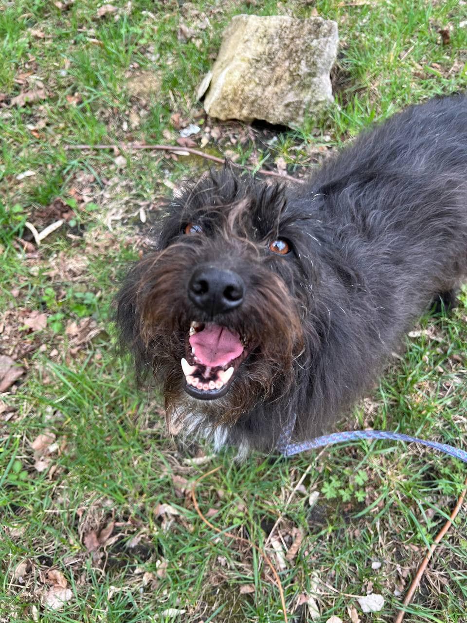 З Харкова та Миколаєва до львівського притулку евакуювали собак – шукають люблячих господарів