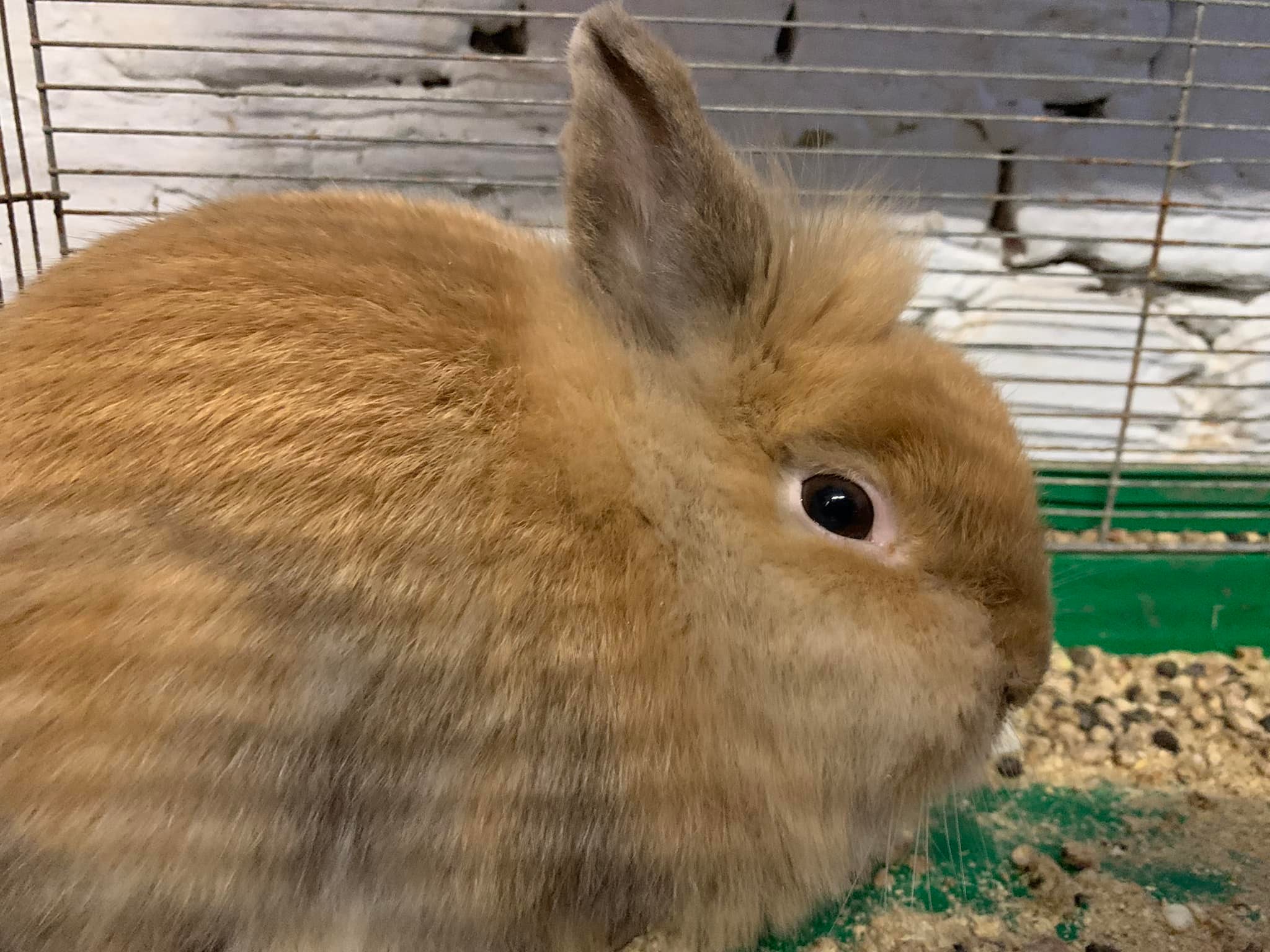 Хом’яки, морські свинки та кролики: у Львові шукають нових господарів для гризунів з Харкова