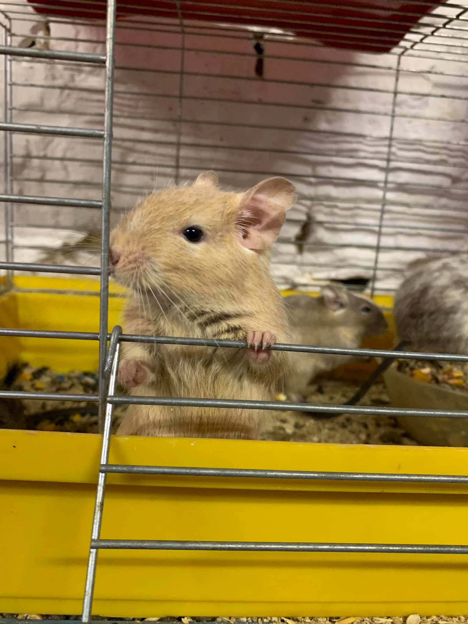 Хом’яки, морські свинки та кролики: у Львові шукають нових господарів для гризунів з Харкова