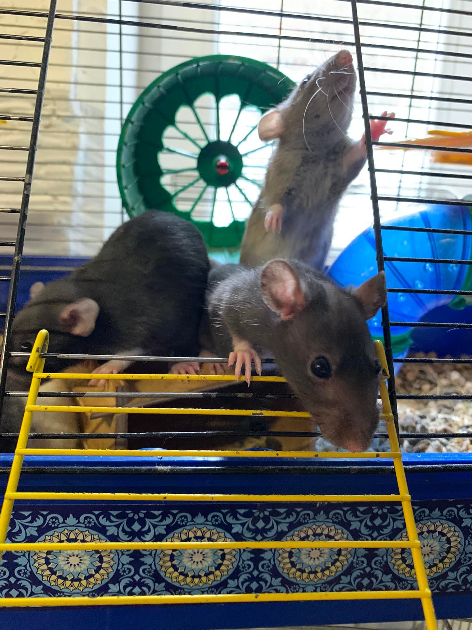 Хом’яки, морські свинки та кролики: у Львові шукають нових господарів для гризунів з Харкова