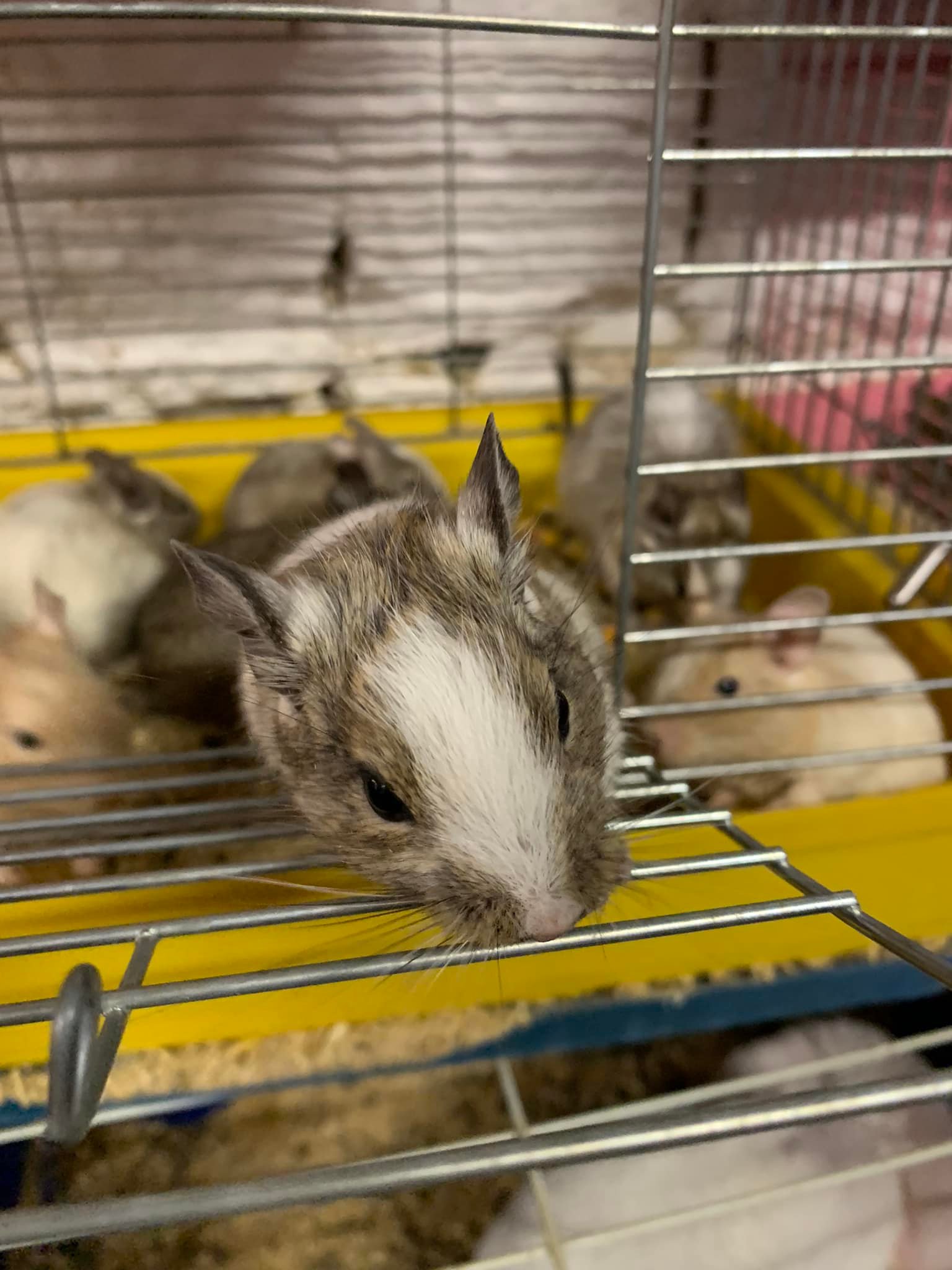 Хом’яки, морські свинки та кролики: у Львові шукають нових господарів для гризунів з Харкова