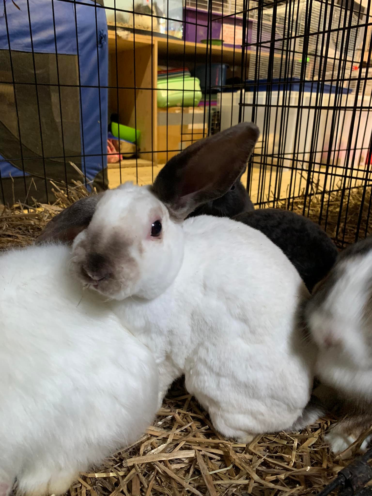 Хом’яки, морські свинки та кролики: у Львові шукають нових господарів для гризунів з Харкова