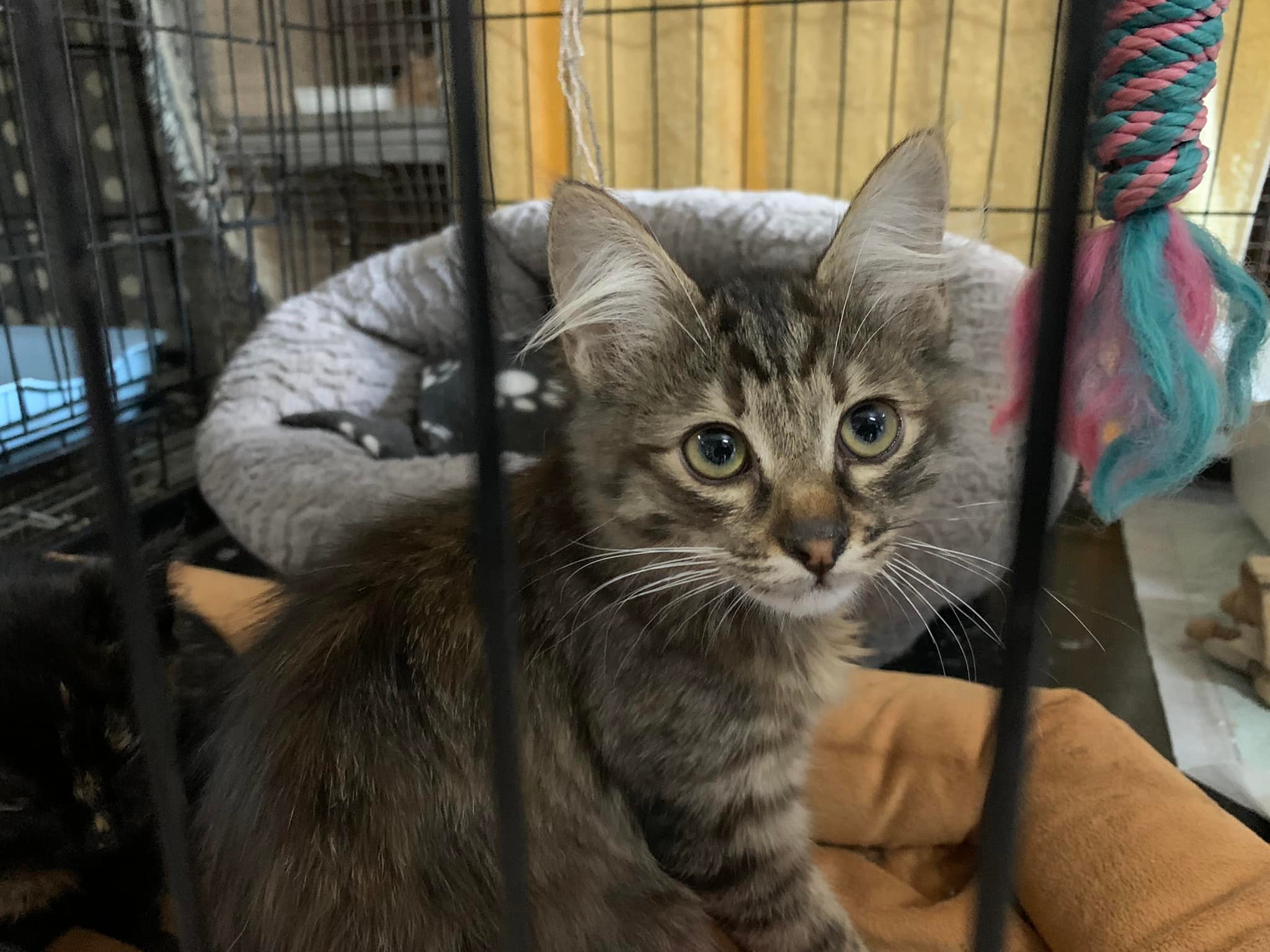 Домівка врятованих тварин шукає люблячих господарів для евакуйованих кошенят