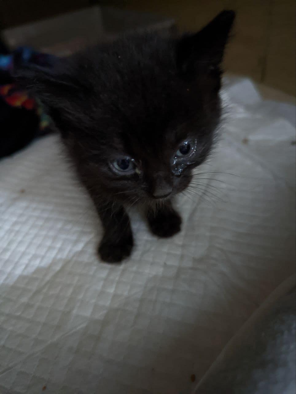 Домівка врятованих тварин шукає люблячих господарів для евакуйованих кошенят