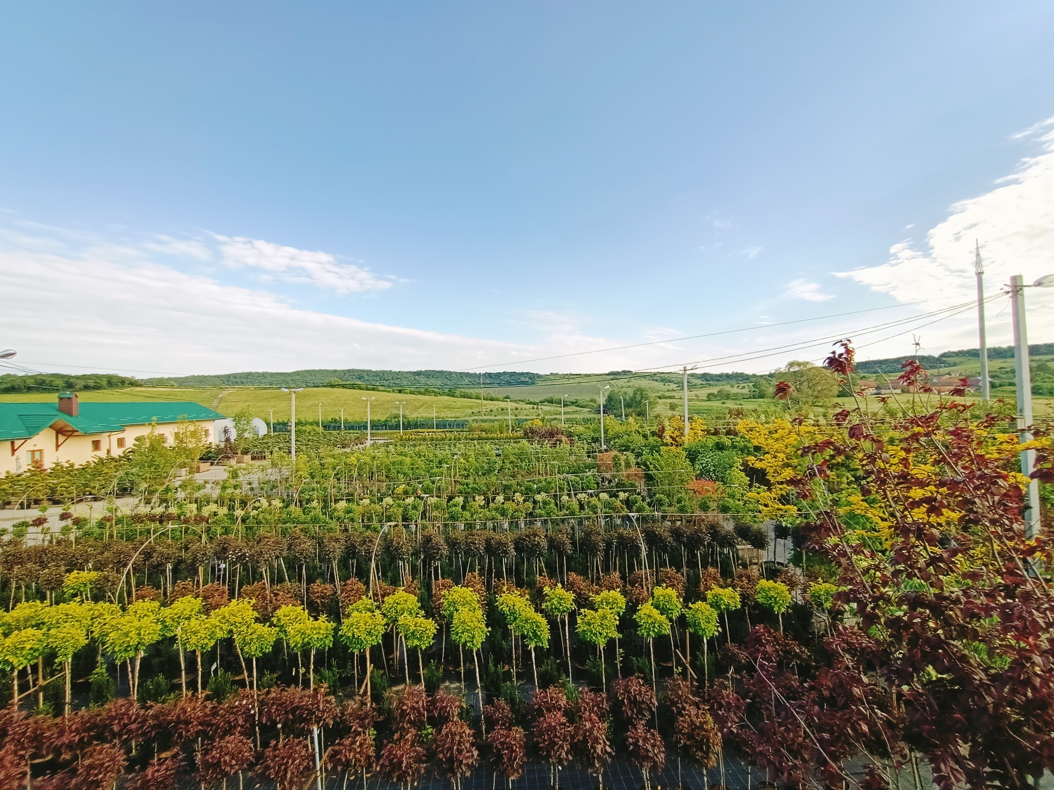 Вейгели, троянди, спіреї: львів'ян запрошують на відкриття сезону у парк «Казкові поля»