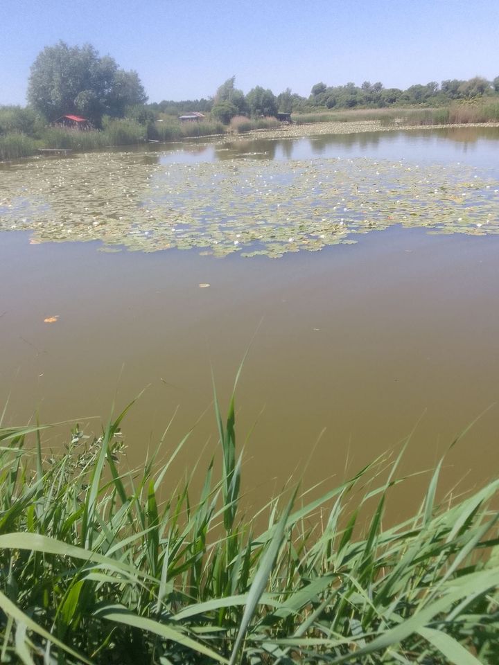Зі ставка у Червоноградському районі витягли труп
