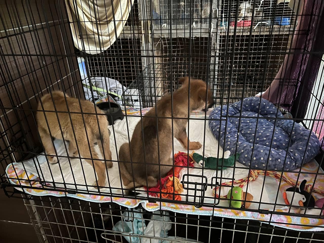 З Харкова, Миколаєва та Донеччини до львівського притулку евакуювали собак – шукають господарів