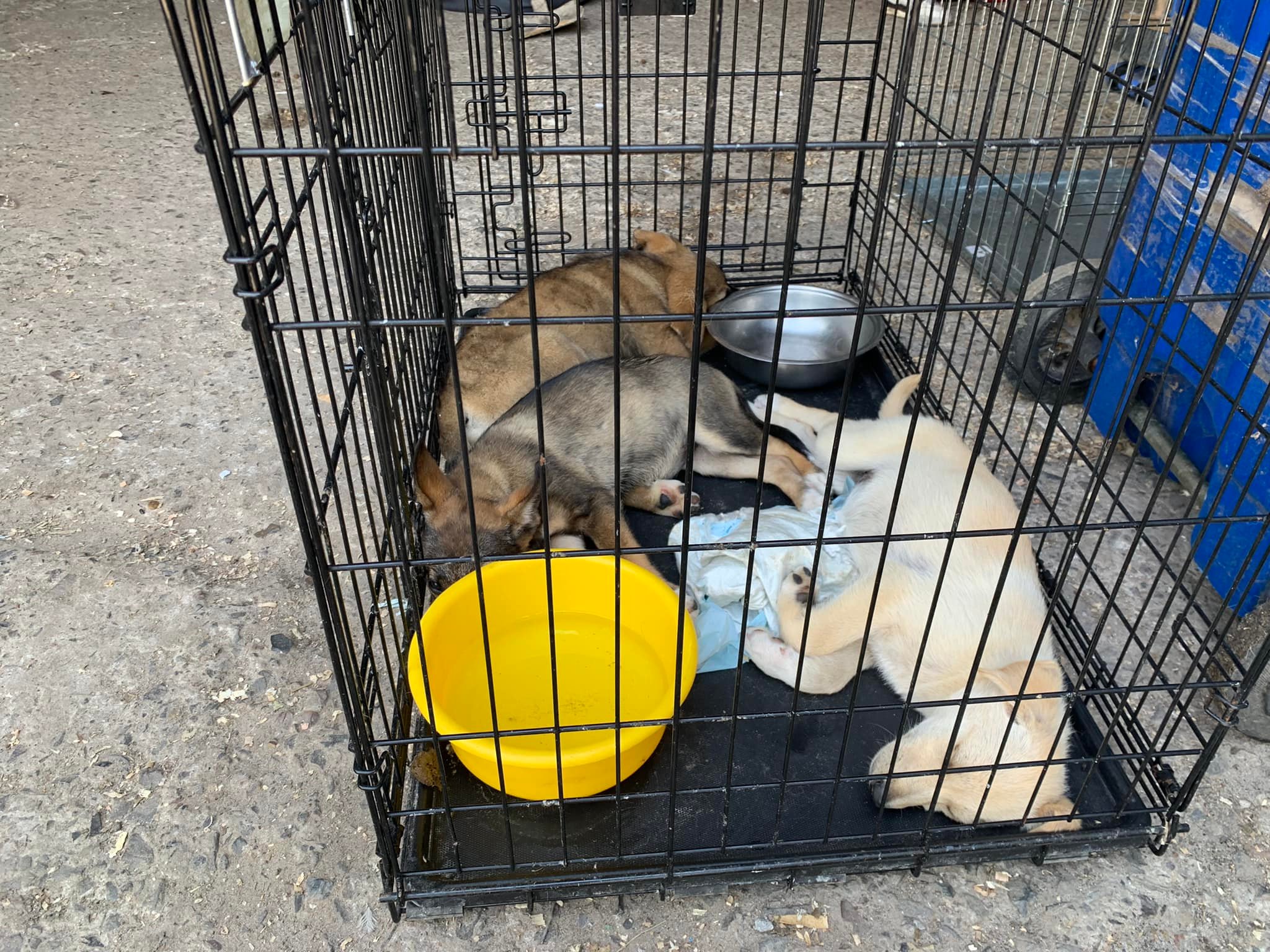 З Харкова, Миколаєва та Донеччини до львівського притулку евакуювали собак – шукають господарів