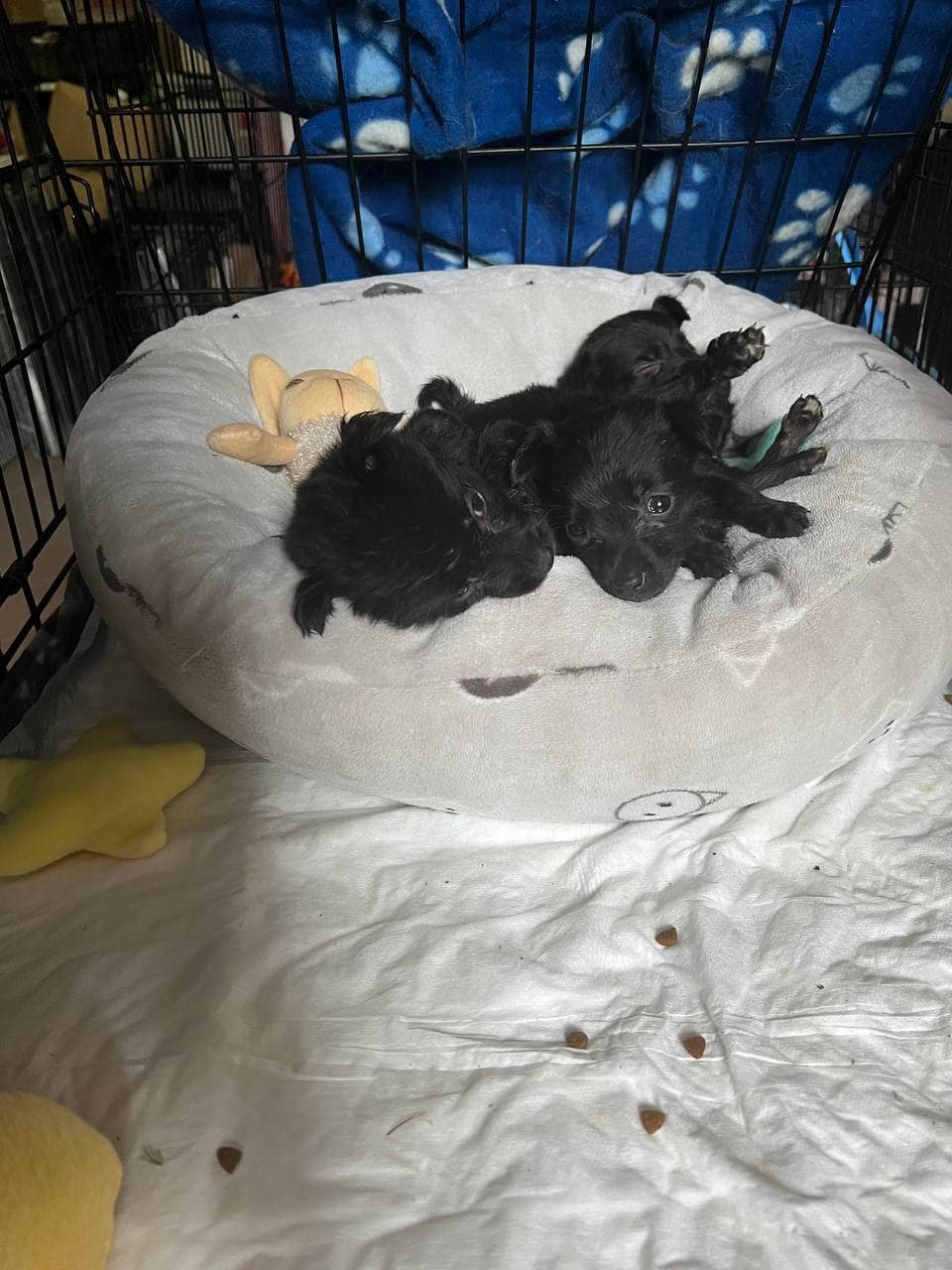 З Харкова, Миколаєва та Донеччини до львівського притулку евакуювали собак – шукають господарів