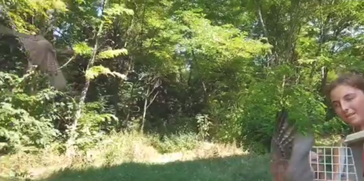 Львівські волонтери випустили на волю врятованих боривітрів. Скріншот з відео