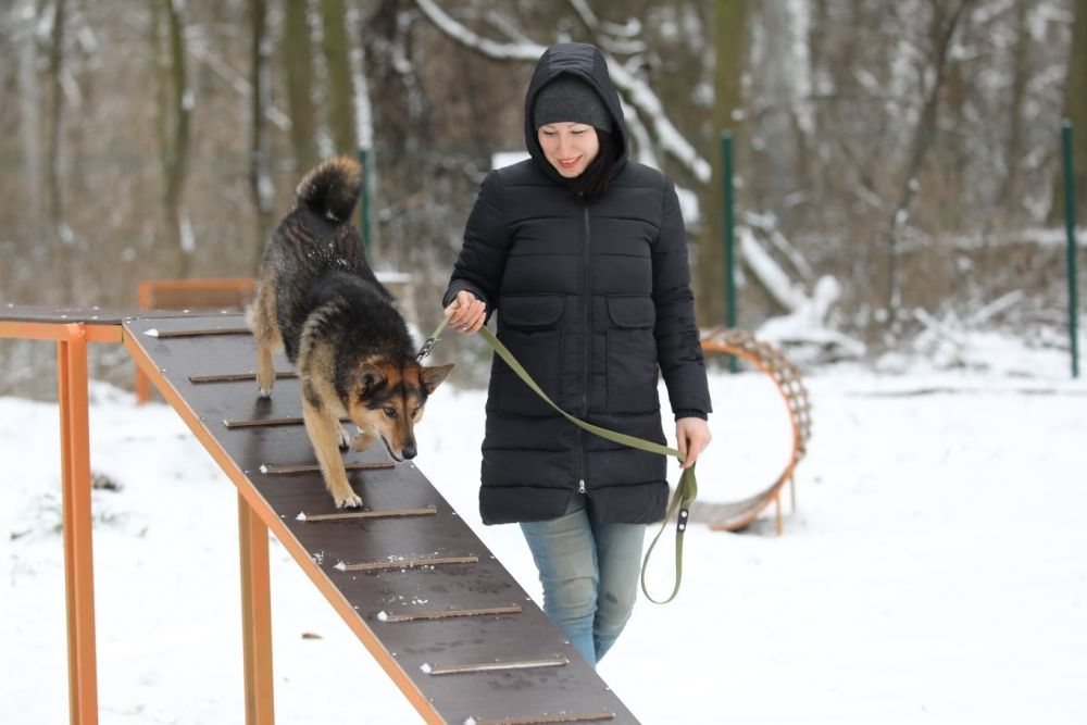 У Львові облаштували новий тренувально-вигульний майданчик для собак: де і як він виглядає фото 3 2