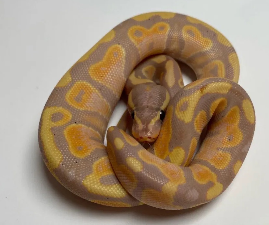 У Львові виставили на продаж королівського пітона