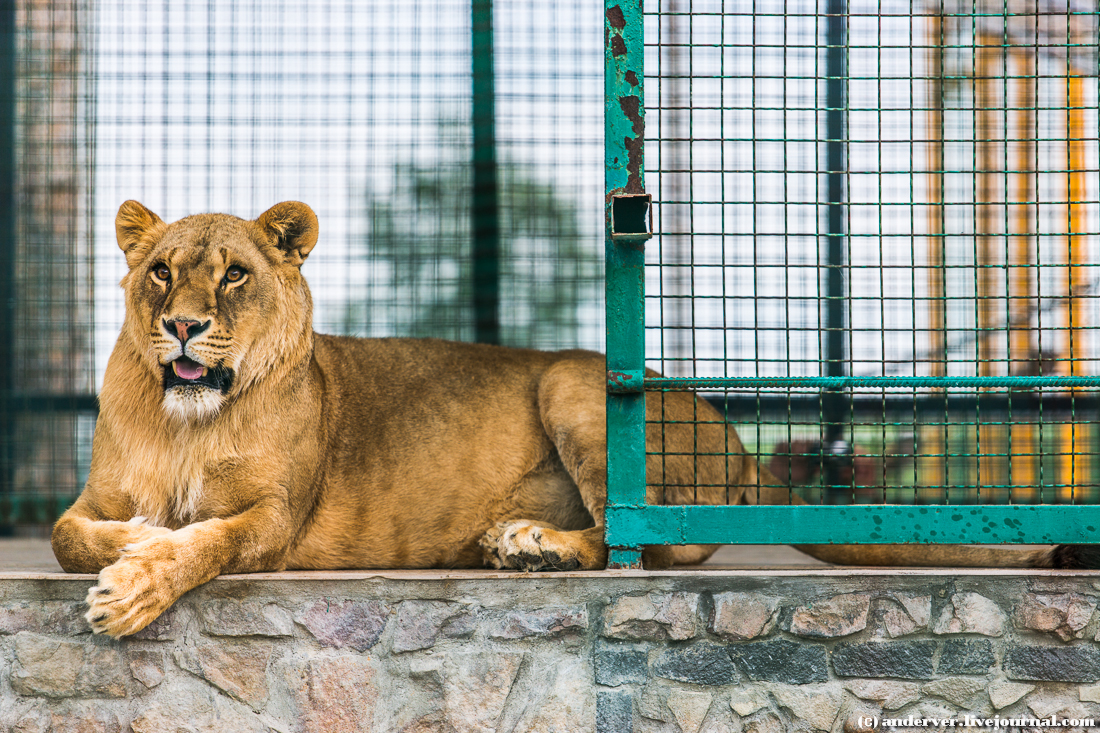 Зоопарк "Лімпопо". Фото: LiveJournal