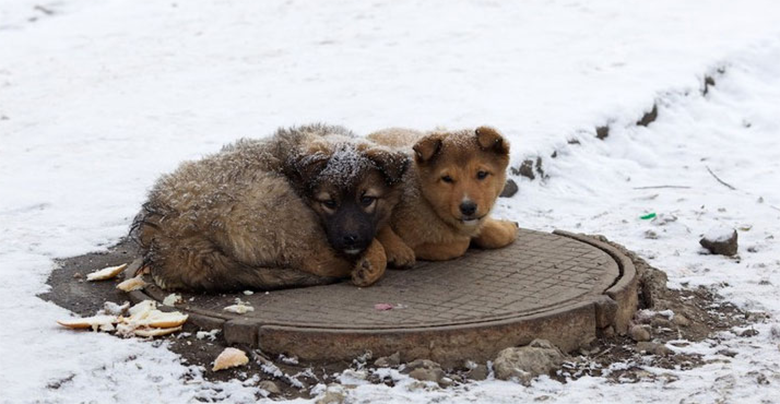 Як допомогти безпритульним тваринам під час снігопаду. Фото: grodno.in