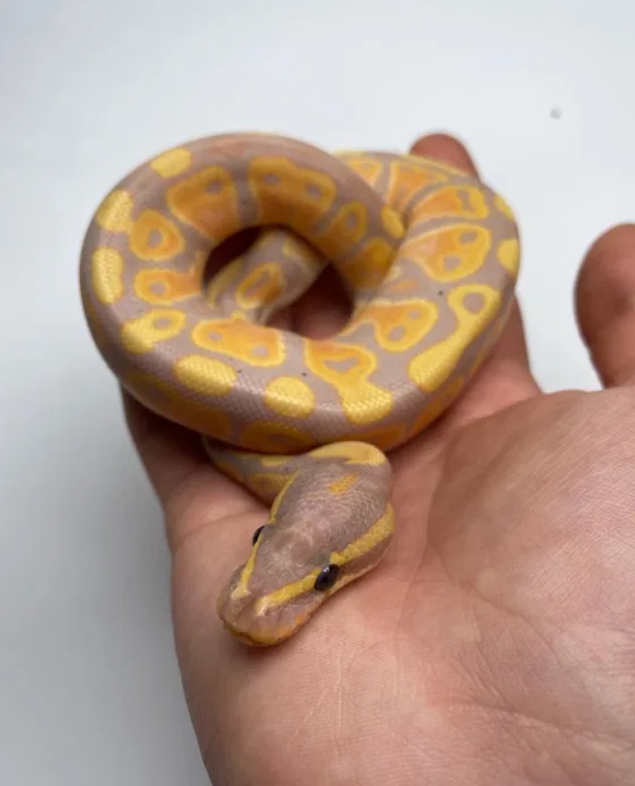 У Львові виставили на продаж королівського пітона