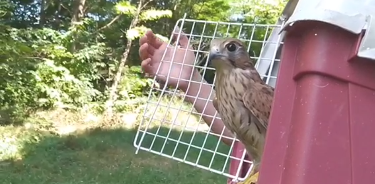 Львівські волонтери випустили на волю врятованих боривітрів. Скріншот з відео