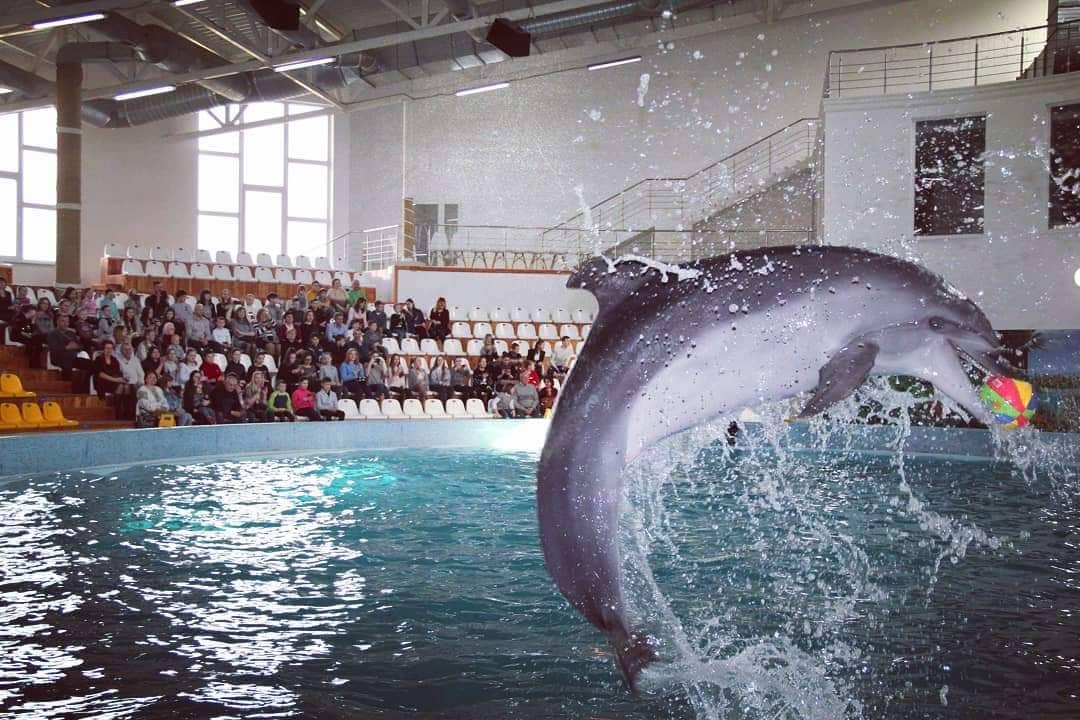 Дельфінарій "Оскар". Фото: truskavets.oskar.org.ua