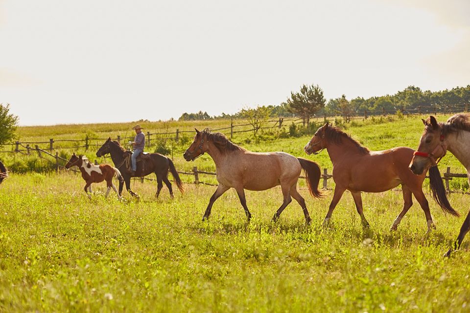 Кінне ранчо. Фото: Скрабова гора у Фейсбук