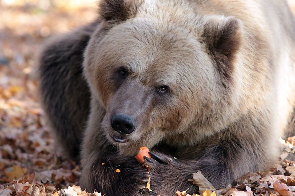 Ведмедик з притулку. Фото: "Домажир"