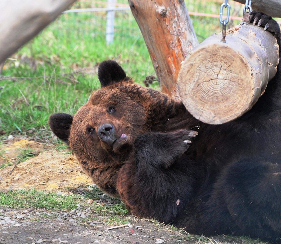Ведмедик з притулку. Фото: "Домажир"