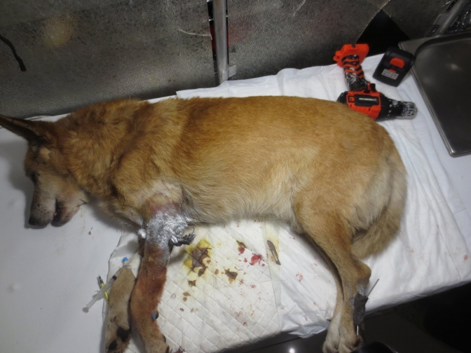 Самбірський священник рятує собаку, якого жорстоко побили у Львові. Фото: Роман Грицишин