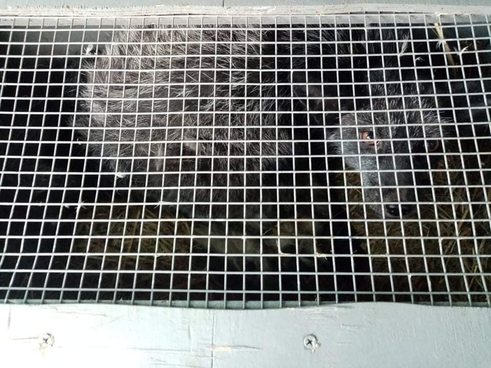 Чорнобурок продавали на опудала. Фото: Орест Залипський